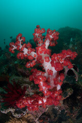 Fototapeta premium A colorful soft coral, Dendronephthya sp., grows in Raja Ampat, Indonesia. This remote, tropical region is known as the heart of the Coral Triangle due to its incredibly high marine biodiversity.