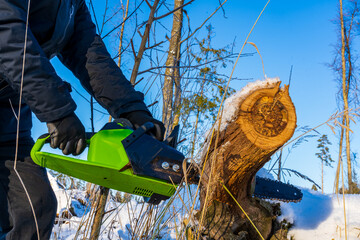 Sawing off a branch from an old oak tree with a battery-powered chainsaw in the forest in the snow - obrazy, fototapety, plakaty