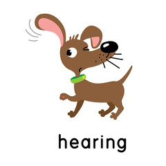 A dog is hearing. One of five senses. Hearing illustration