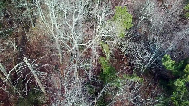 Winter Woodlands, Aerial Scan and Search of the woods, the beauty of trees in forest in the winter