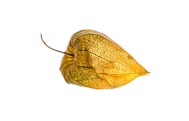 macro closeup Physalis akekengi franchetii or Chinese lantern