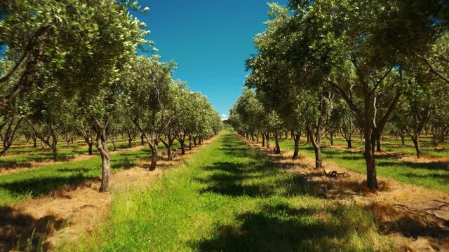 Rows of olive trees in the countryside of Waipara, New Zealand