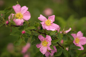 Fototapeta na wymiar Dog rose flowers, Rosa canina flowers with leaves. Wild pink rose in nature.