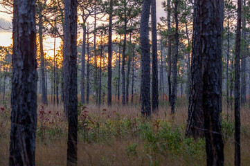 Trees in the Forest