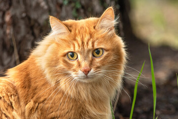 Naklejka na ściany i meble portrait red fur cat in green summer grass near big tree in forest with sun glare in background