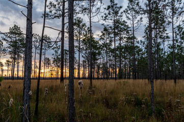 Morning Sky over Grassy Forest