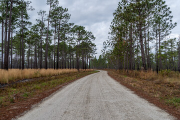 Gravel Road Through Woods