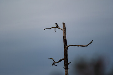 Belted Kingfisher on dead tree Looking left