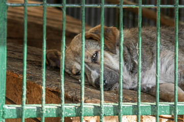 closeup portrait sad dog puppy locked in the metal cage. homeless dog concept