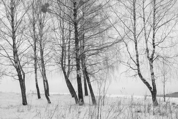 Winter landscape. Birch trees on the edge of a snowy field. Black and white version.