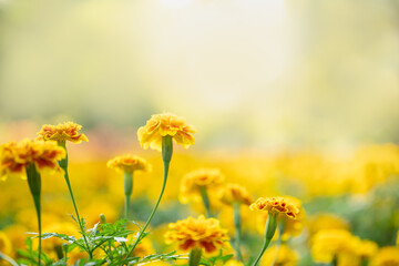 Closeup of nature yellow and orange flower on blurred background under sunlight with bokeh and copy space using as background natural plants landscape, ecology wallpaper page concept.