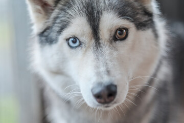 Obraz premium Purebred Husky dogs, originally from France