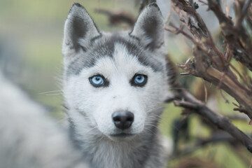Purebred Husky dogs, originally from France