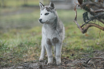 Fototapeta premium Purebred Husky dogs, originally from France