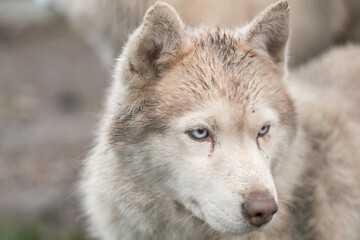 Obraz premium Purebred Husky dogs, originally from France