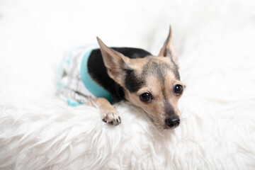 Happy New Year and Merry Christmas. Little cute terrier dog lies on a white blanket