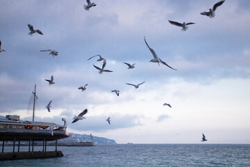A flock of seagulls fly over the blue ocean, freedom concept