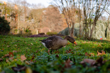 Goose eating on the grass away from the flock above in a park in France.