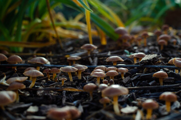 Portrait of a small forest of wild mushrooms on a wet ground.