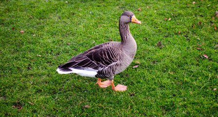 Goose leaves the water to walk and eat on the grass. Lyon, France.
