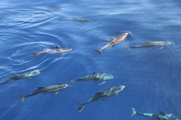 Atlantic spotted dolphin (Stenella frontalis). Picture taken during a whale watching trip in the south of Tenerife, Spain