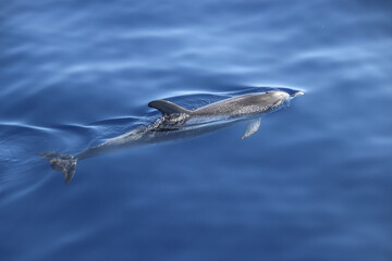 Atlantic spotted dolphin (Stenella frontalis). Picture taken during a whale watching trip in the south of Tenerife, Spain