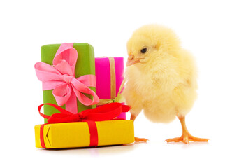 One little chicken with a gifts. © ANASTASIIA