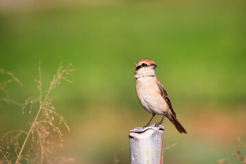 Isabelline shrike or Lanius isabellinus, perched on a pipe