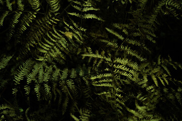 Dark, moody fern texture on black forest background. Natural pattern of wild fern leaves.