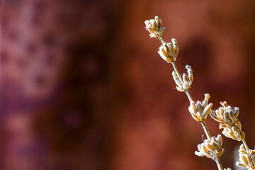 Dry plants and flowers close-up and macro