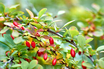Red berries