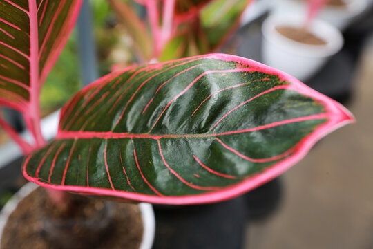 Aglaonema Khanza (kanza). Aglaonema is much loved because of the beautiful color of the leaves.