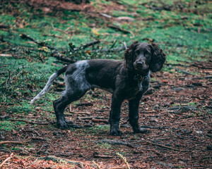 german spaniel