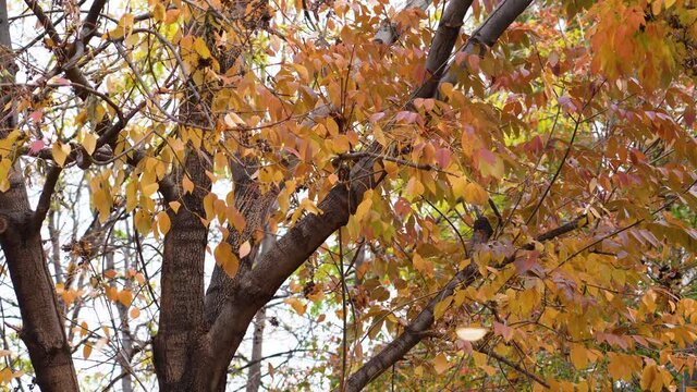Several Orange and Red Leaves Falling Out Of a Tree Durring the Autumn Season and Blowing in the Wind Close Up on a Clouldy Day