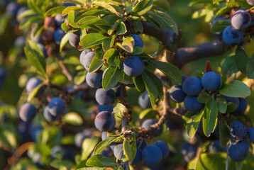 Rama del arbusto Prunus Spinosa con frutos o endrinas a finales del verano