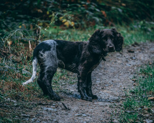 black labrador retriever