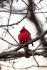 Beautiful single bright red male northern cardinal looking to the side sitting perched in a small tree branch with other branches blurred in the bokeh beyond making an incredible wildlife photograph.