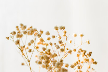 Dry plants and flowers close-up and macro