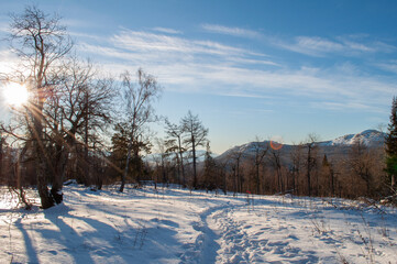 snow covered trees
