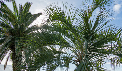 Fototapeta na wymiar Beautiful Canary Island Date Palm (Phoenix canariensis) at left and Butia capitata, commonly known as jelly palm, in Sochi. Luxury leaves on blue sky background