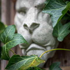 Garden gargoyle covered by Ivy leaves