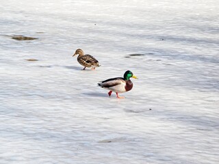 Couple mallard ducks walking on ice on a sunny winter day
