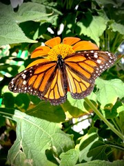 Beautiful monarch butterfly in summer garden. 