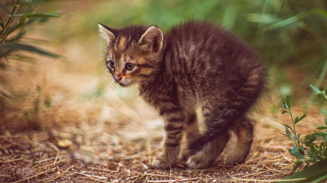 Tabby kitten stands wary in the garden. The cat is scared