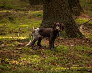 german spaniel
