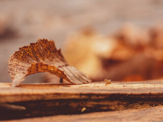 Collembole - Springtail - Dicyrtomina saundersi - collembola - petit animal vivant dans le sol des forêts durant l'automne
