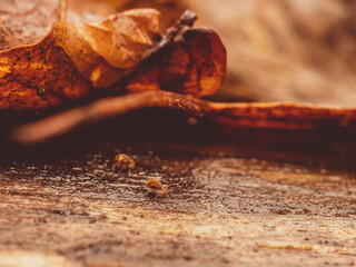 Collembole - Springtail - Dicyrtomina saundersi - collembola - petit animal vivant dans le sol des...
