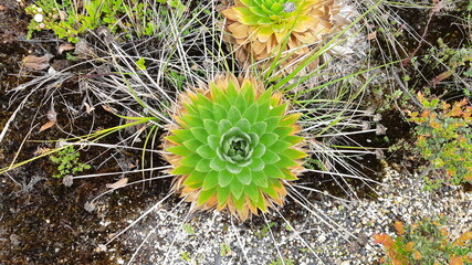 frailejón