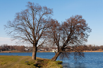 Two trees near the lake in the city park. One tree leaned towards the water. Against the background of the blue sky.