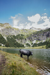Cow standing at a lake in the Bavarian mountains